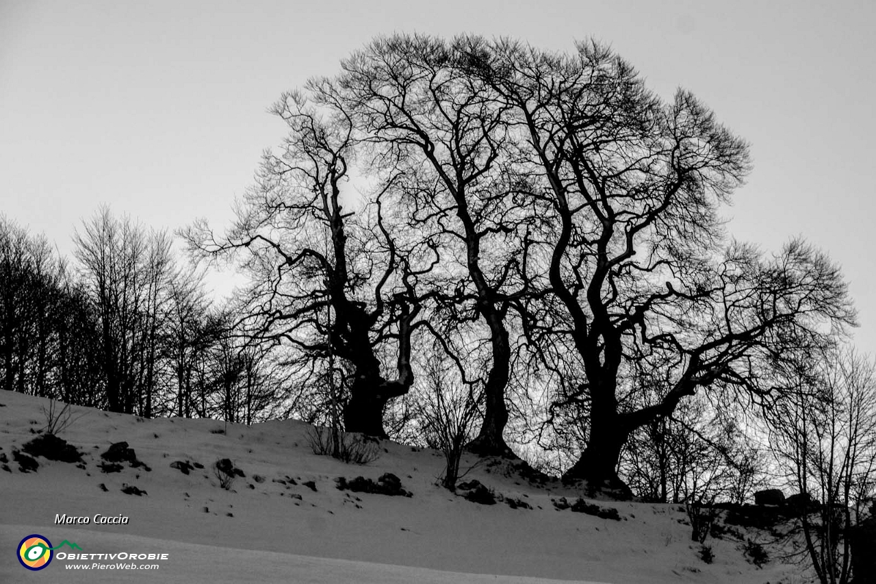 Alba e cavalcata Valdimagnina-1.JPG